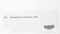 Gloeosporium cydoniae image